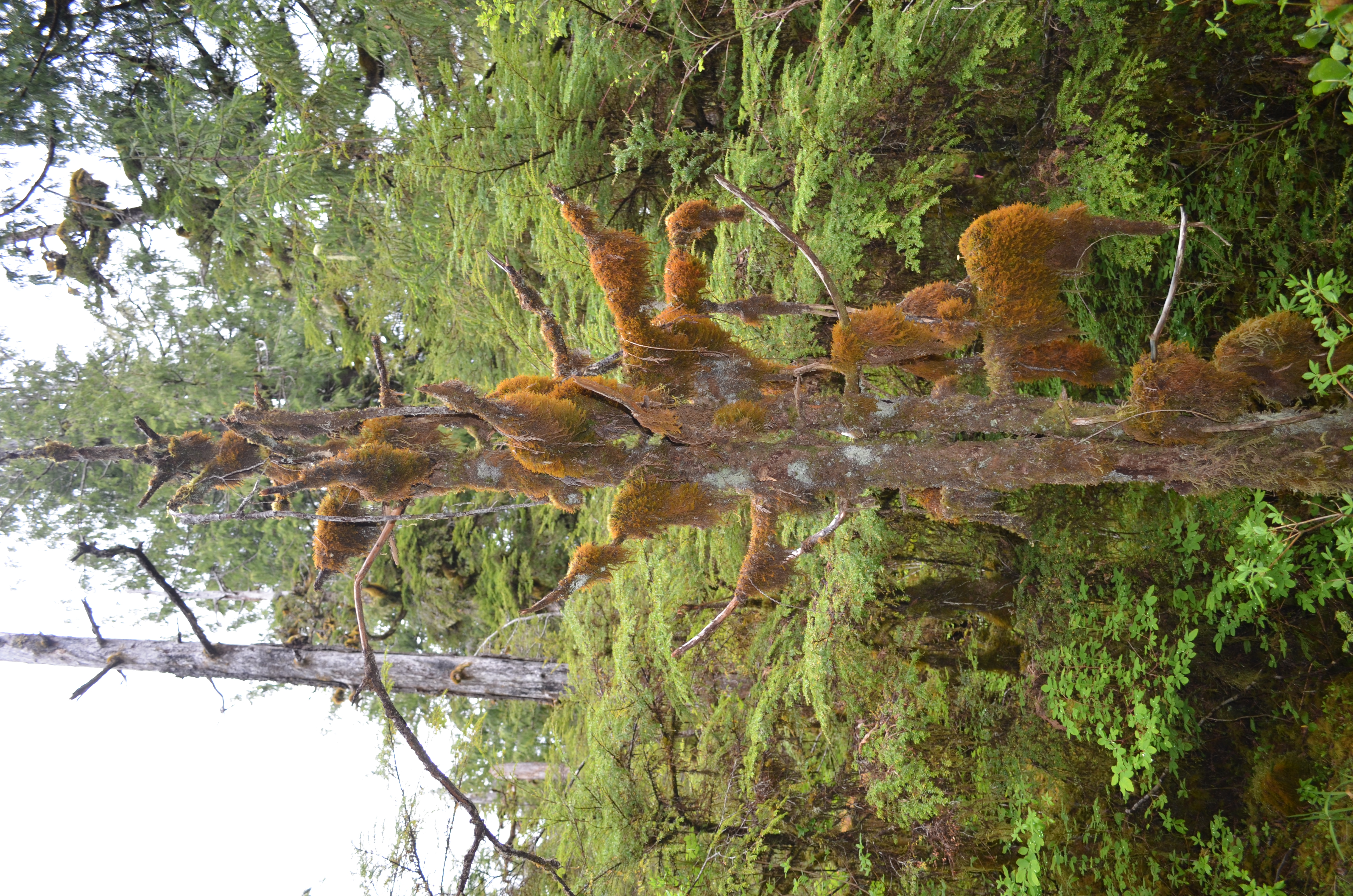 ./2017/08 - Alaska Cruise/11 - Ketchikan/DSC_0519.JPG